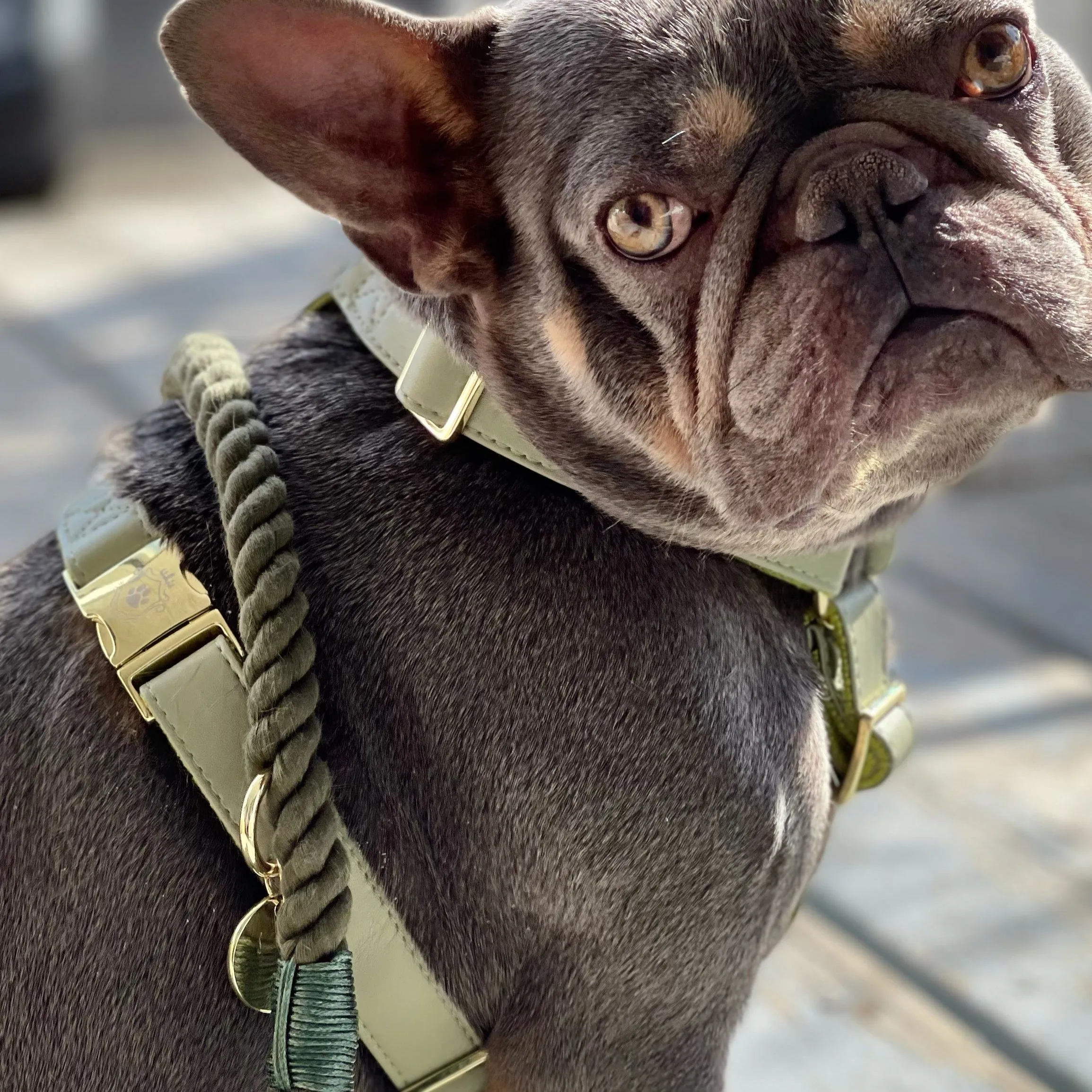 Olive Harness